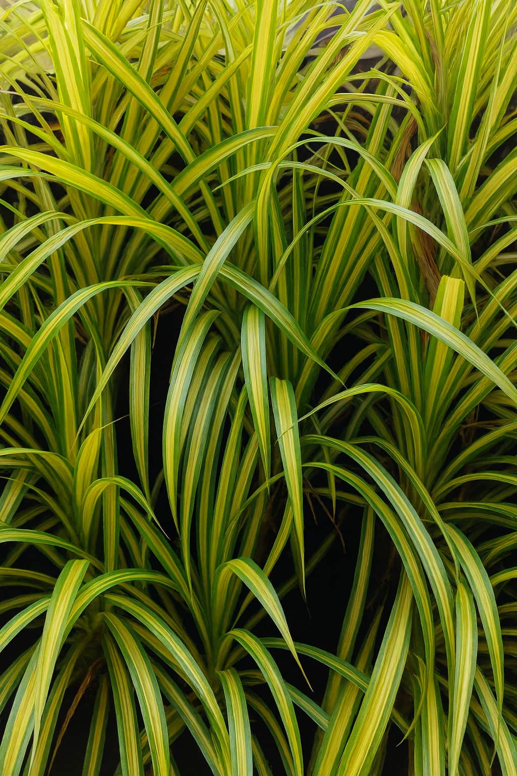 May Flowers Horticulture Installation 64